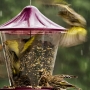 Pine Siskins fight over an abundance of food. (Snow is falling in the background) Exposure: ISO 400, f/4.5, 1/125 second, -2/3-stop Exposure Compensation